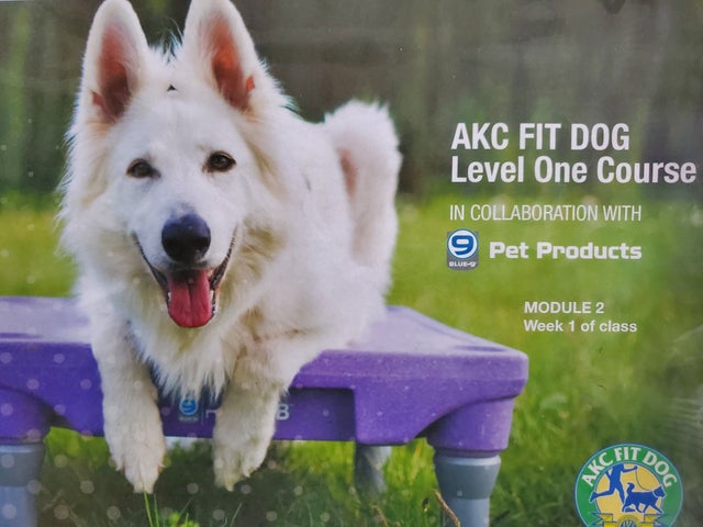 Akc 10x10 kennel best sale